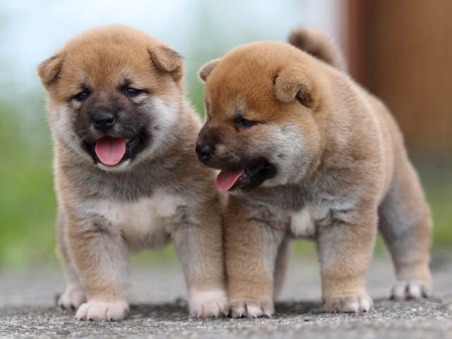 fp5a4658-puppy fp5a4658-puppy
