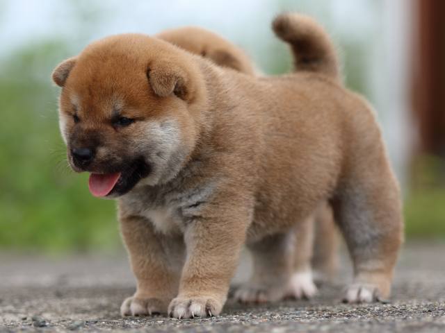 fp5a4668-puppy fp5a4668-puppy