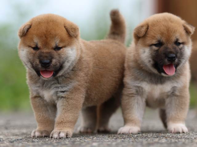 fp5a4707-puppy fp5a4707-puppy