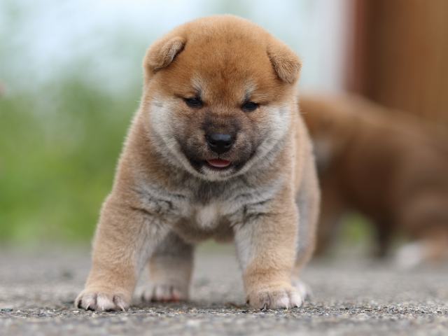 fp5a4739-puppy fp5a4739-puppy