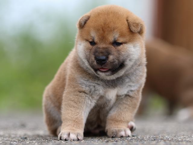 fp5a4745-puppy fp5a4745-puppy