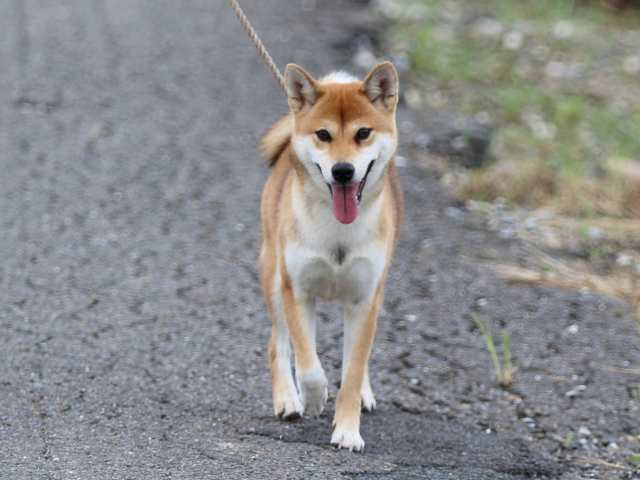fp5a4787-puppy fp5a4787-puppy