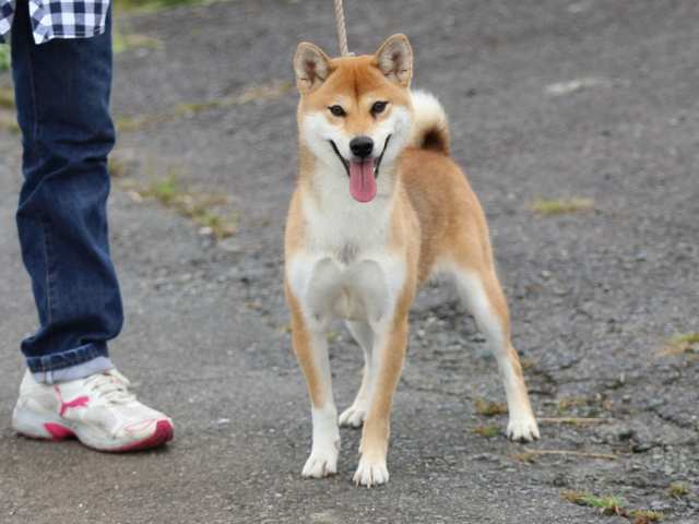 fp5a4836-puppy fp5a4836-puppy
