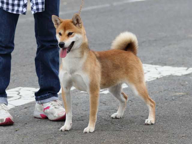 fp5a4852-puppy fp5a4852-puppy