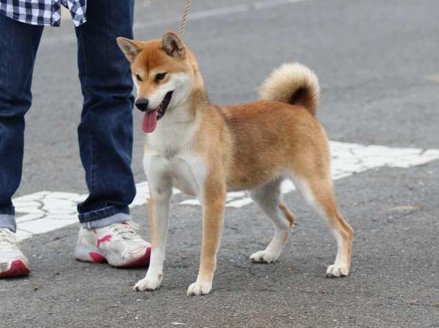 fp5a4856-puppy fp5a4856-puppy