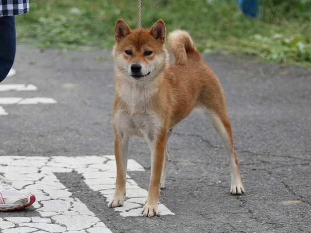 fp5a4889-puppy fp5a4889-puppy
