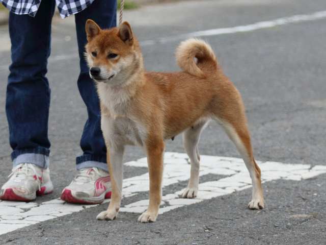 fp5a4895-puppy fp5a4895-puppy