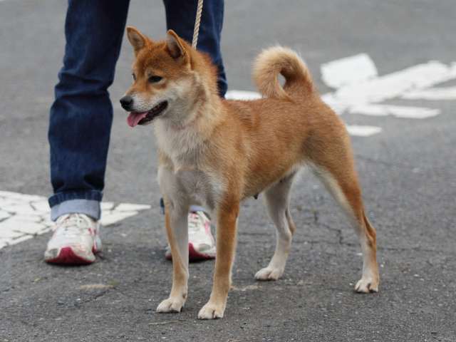 fp5a4926-puppy fp5a4926-puppy