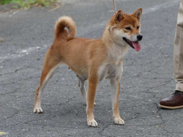 fp5a4933-puppy fp5a4933-puppy