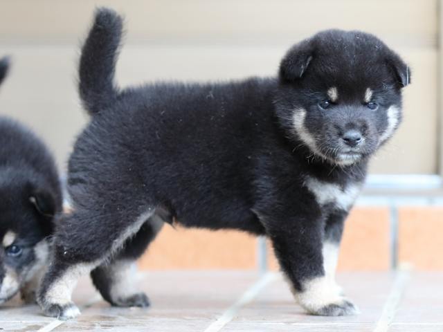 fp5a5227-puppy fp5a5227-puppy