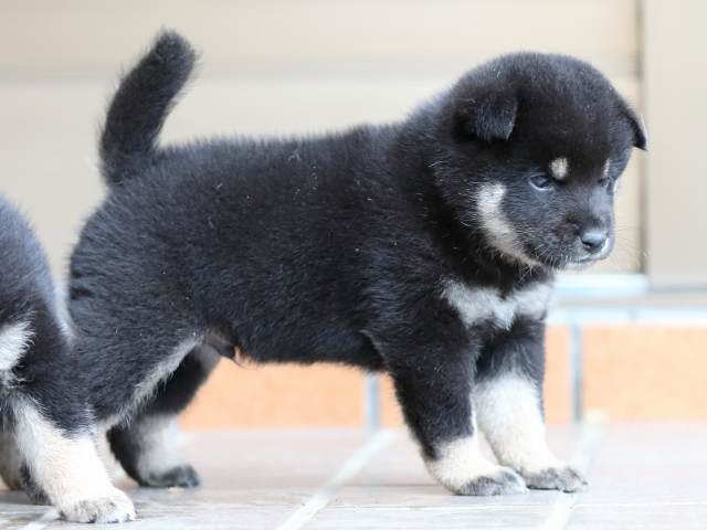 fp5a5241-puppy fp5a5241-puppy