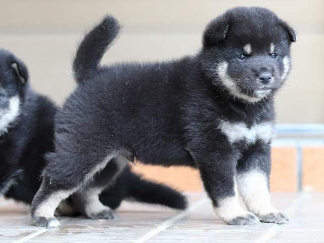 fp5a5242-puppy fp5a5242-puppy
