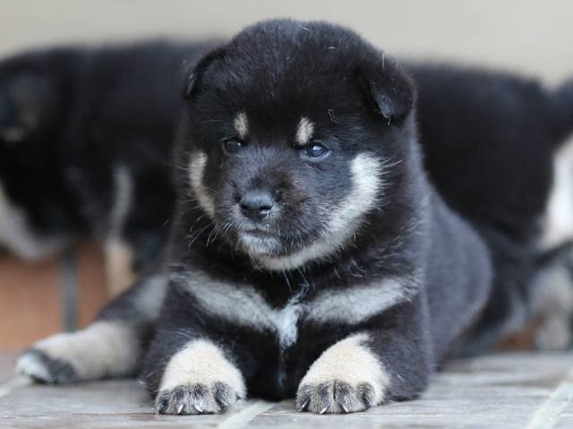 fp5a5259-puppy fp5a5259-puppy