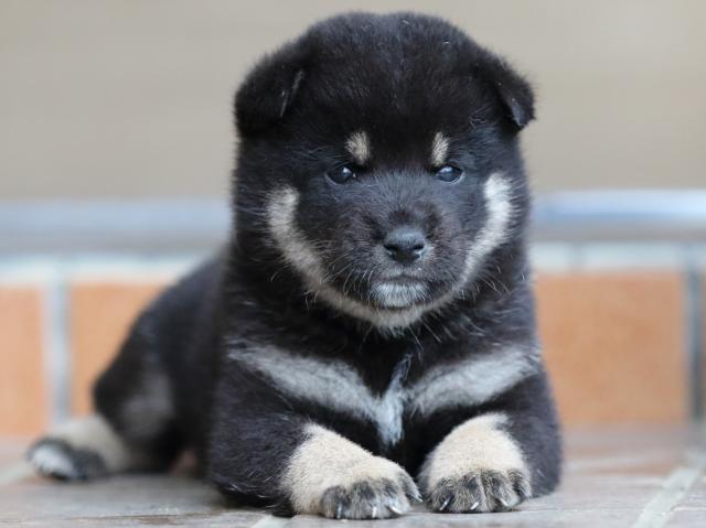 fp5a5273-puppy fp5a5273-puppy