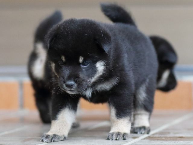 fp5a5282-puppy fp5a5282-puppy