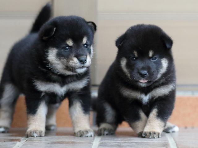 fp5a5305-puppy fp5a5305-puppy