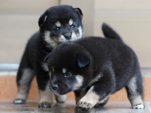 fp5a5307-puppy fp5a5307-puppy