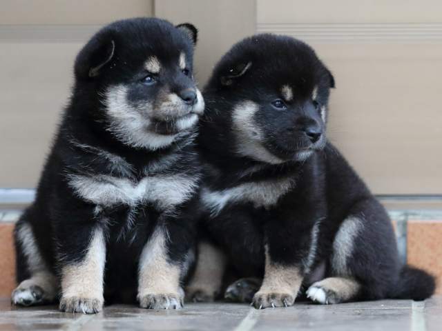 fp5a5327-puppy fp5a5327-puppy