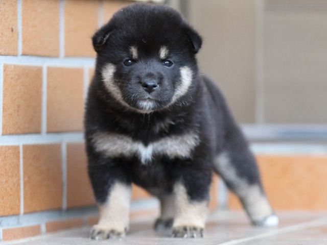 fp5a5357-puppy fp5a5357-puppy