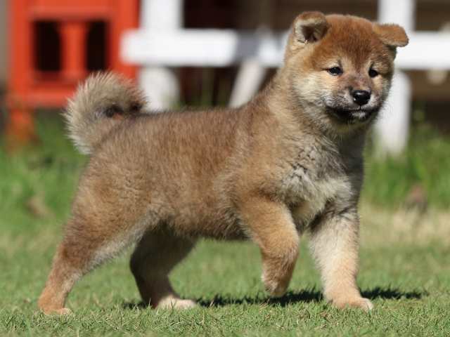 fp5a5361-puppy fp5a5361-puppy