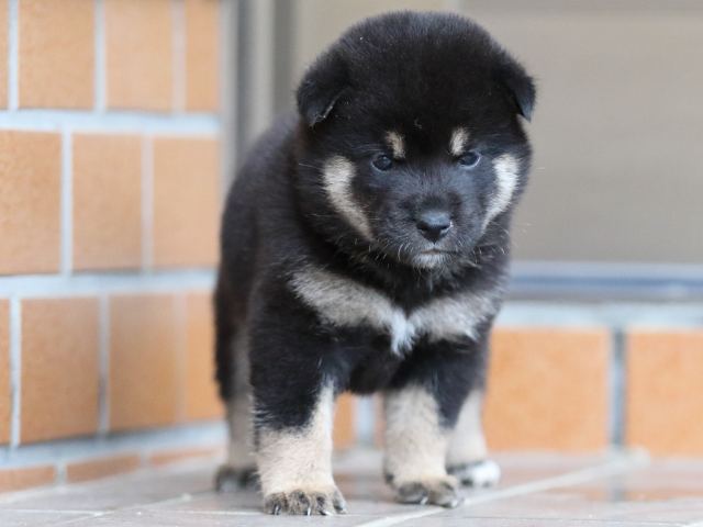 fp5a5378-puppy fp5a5378-puppy