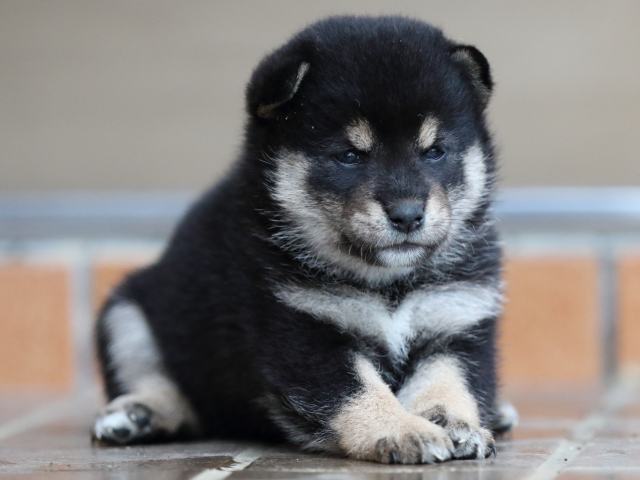 fp5a5393-puppy fp5a5393-puppy