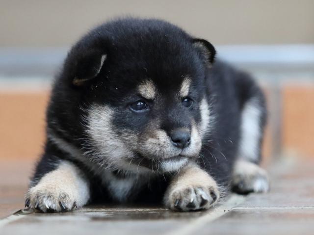 fp5a5394-puppy fp5a5394-puppy