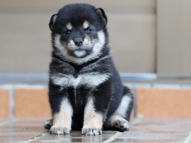 fp5a5405-puppy fp5a5405-puppy
