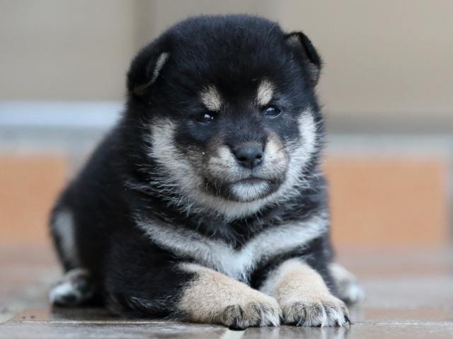 fp5a5411-puppy fp5a5411-puppy
