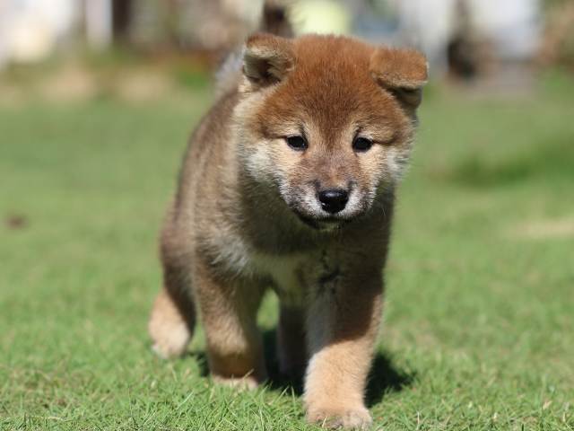 fp5a5441-puppy fp5a5441-puppy