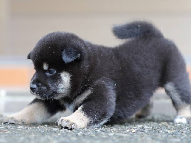 fp5a5442-puppy fp5a5442-puppy