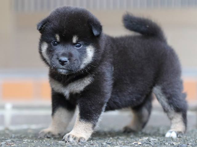 fp5a5452-puppy fp5a5452-puppy