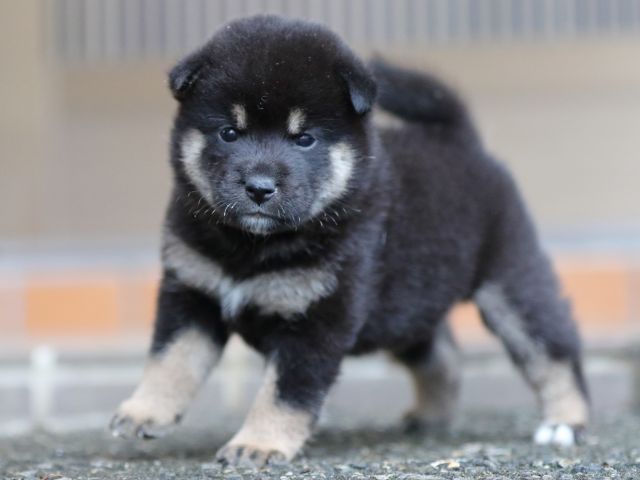 fp5a5453-puppy fp5a5453-puppy