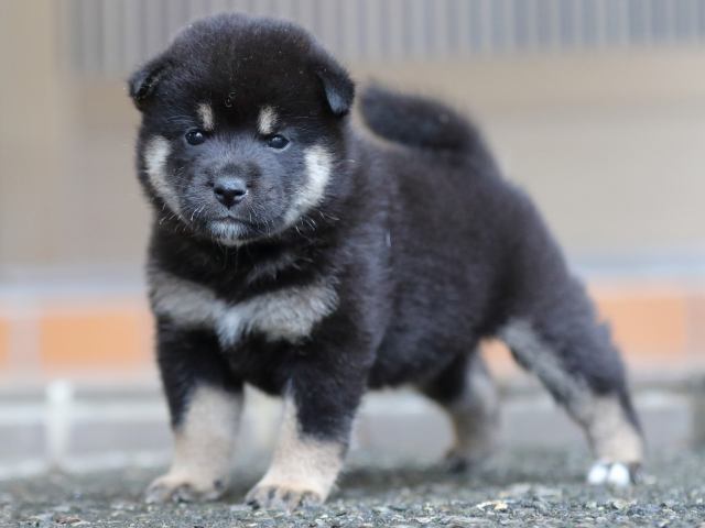 fp5a5456-puppy fp5a5456-puppy