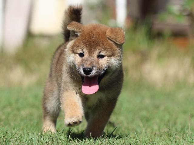 fp5a5457-puppy fp5a5457-puppy