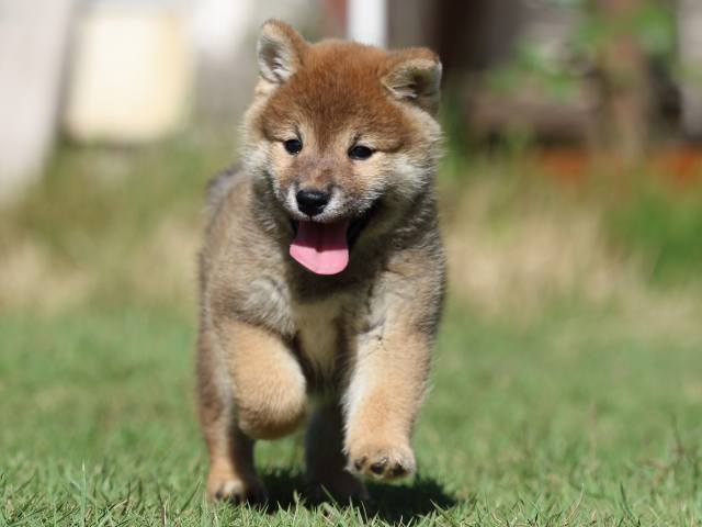 fp5a5459-puppy fp5a5459-puppy