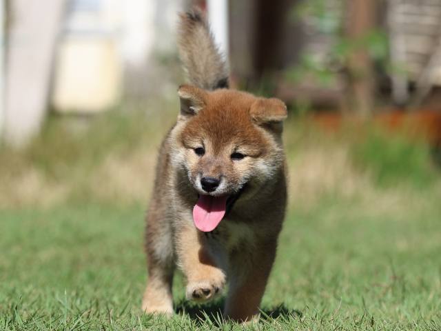 fp5a5460-puppy fp5a5460-puppy