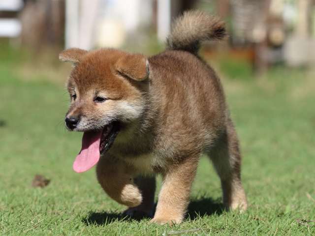 fp5a5477-puppy fp5a5477-puppy