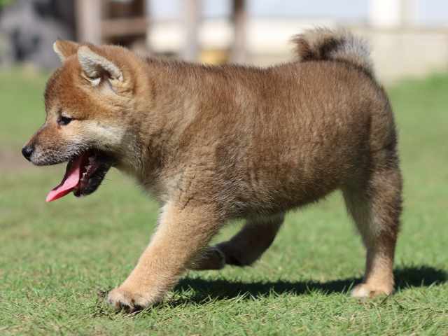 fp5a5482-puppy fp5a5482-puppy