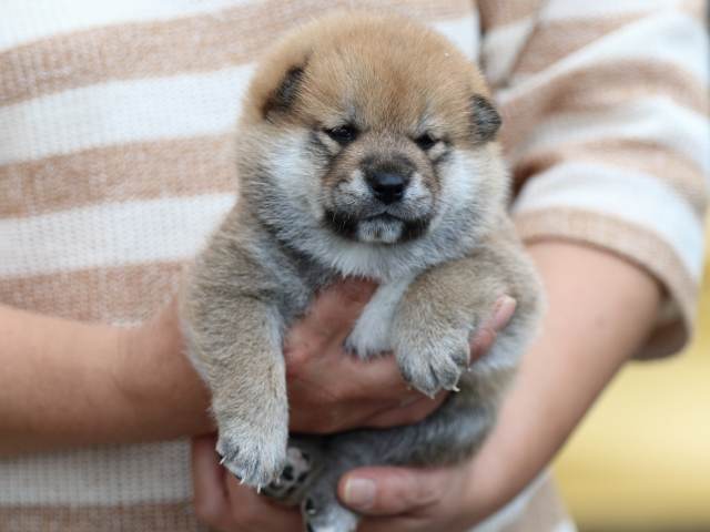 fp5a5492-puppy fp5a5492-puppy