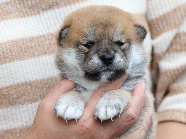 fp5a5509-puppy fp5a5509-puppy