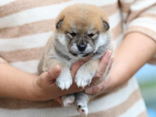 fp5a5513-puppy fp5a5513-puppy