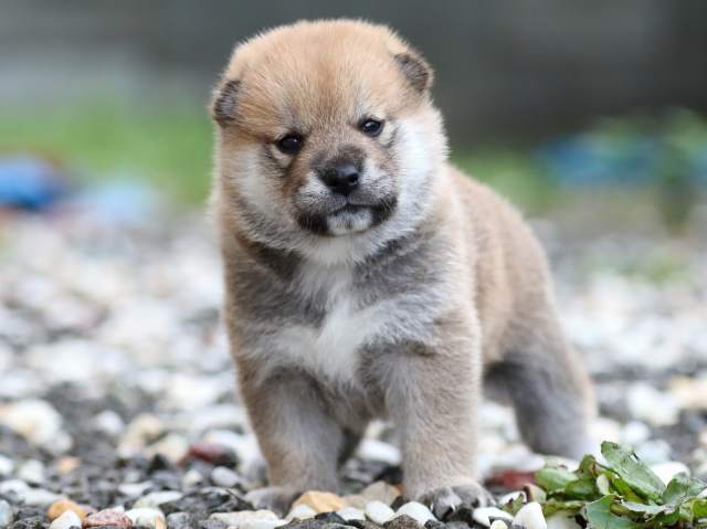 fp5a5521-puppy fp5a5521-puppy