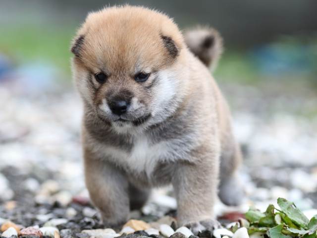 fp5a5533-puppy fp5a5533-puppy