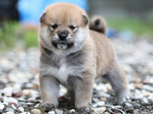 fp5a5559-puppy fp5a5559-puppy