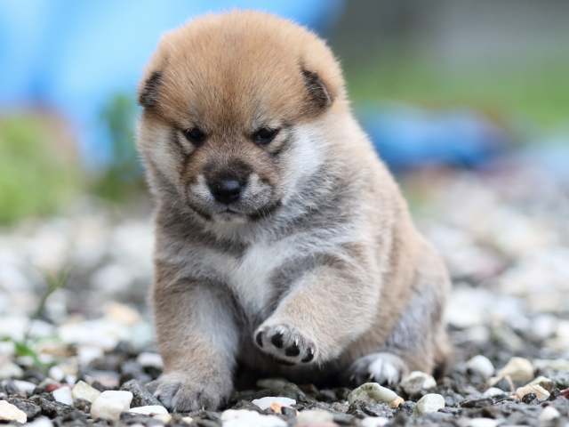 fp5a5567-puppy fp5a5567-puppy