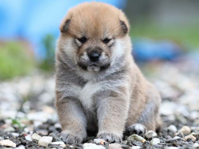 fp5a5572-puppy fp5a5572-puppy