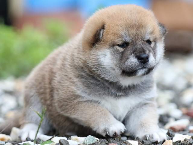 fp5a5579-puppy fp5a5579-puppy
