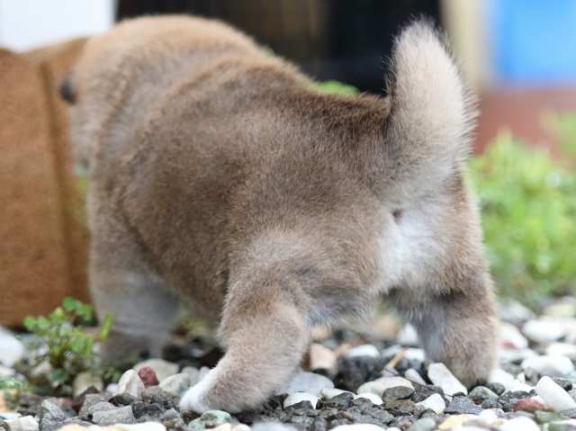 fp5a5587-puppy fp5a5587-puppy