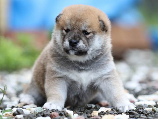 fp5a5599-puppy fp5a5599-puppy